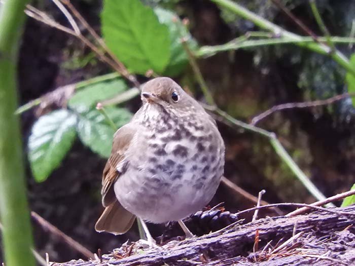Hermit Thrush, Lewisville Park