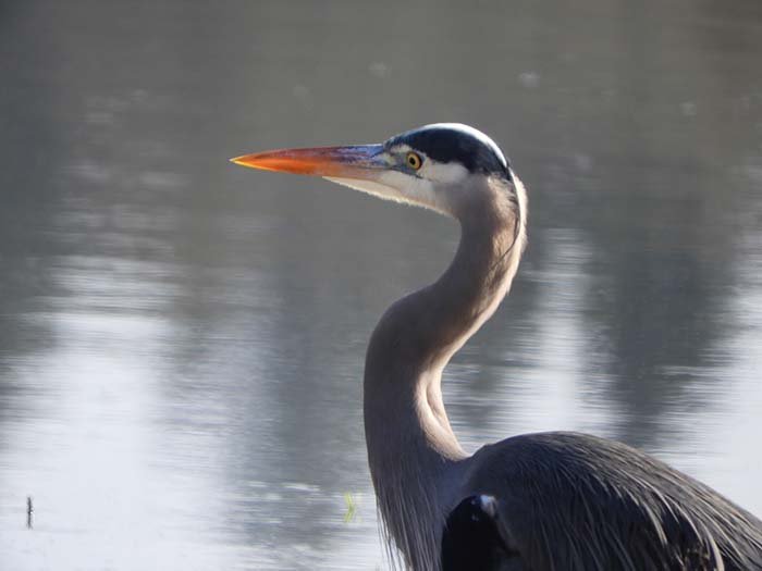 Blue Heron, Lacamas Lake