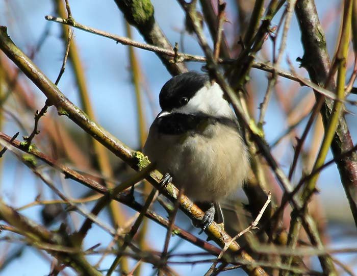 Chickadee, Lewisville Park