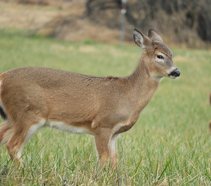 Deer, Ridgefield National Wildlife Refuge