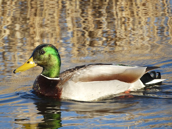Mallard, Lacamas Lake