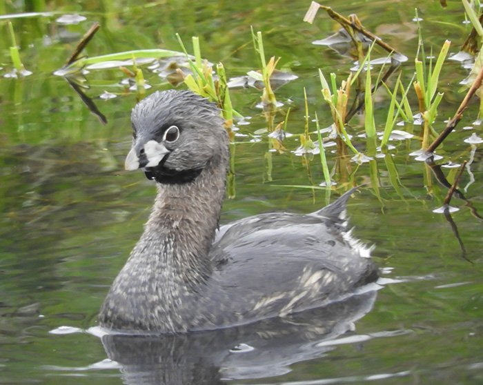 Pied-Billed Grebe, Ridgefield Wildlife Refuge