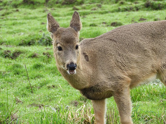 Deer, Ridgefield Wildlife Refuge