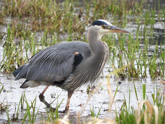 Great Blue Heron, Ridgefield Wildlife Refuge