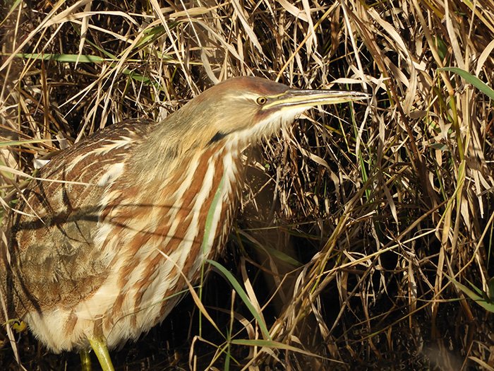 Bittern, Ridgefield Wildlife Refuge