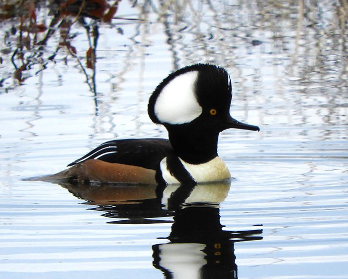 Male Hooded Merganser, Ridgefield Wildlife Refuge