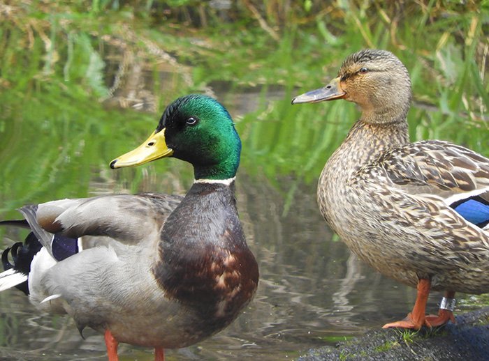 Mallard Pair, Lacamas Lake