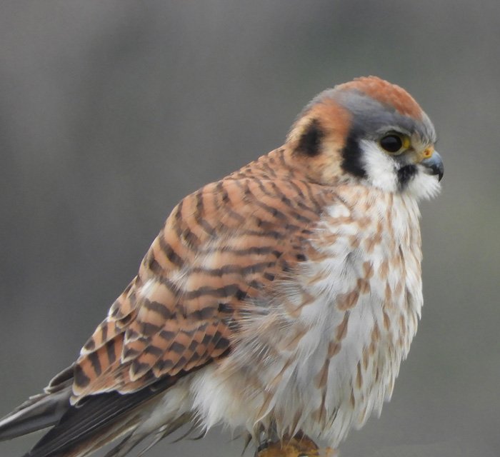 Kestrel, Ridgefield Wildlife Refuge