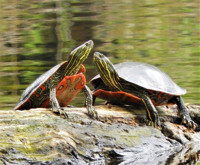 Turtles, Wildlife Botanical Garden