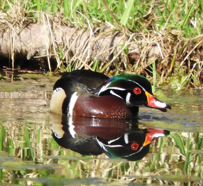 Wood Duck, Lacamas Lake