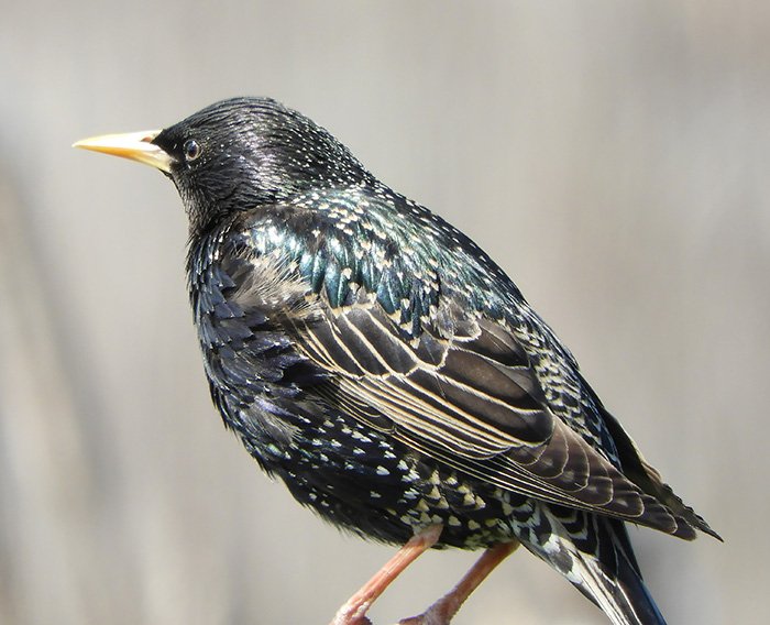 Starling, Neighborhood Park