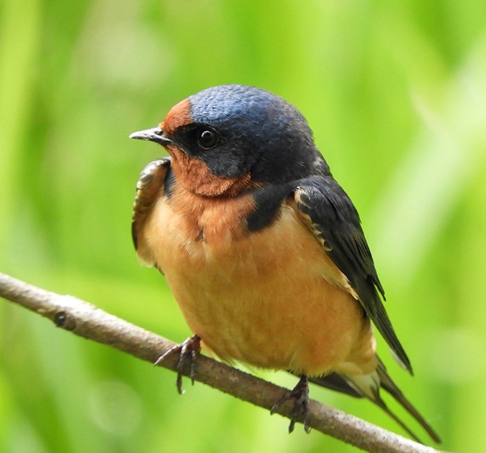 Barn Swallow, Tualatin Hills Nature Park