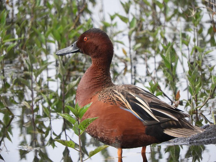 Cinnamon Teal Duck, Tualatin Hills Nature Park