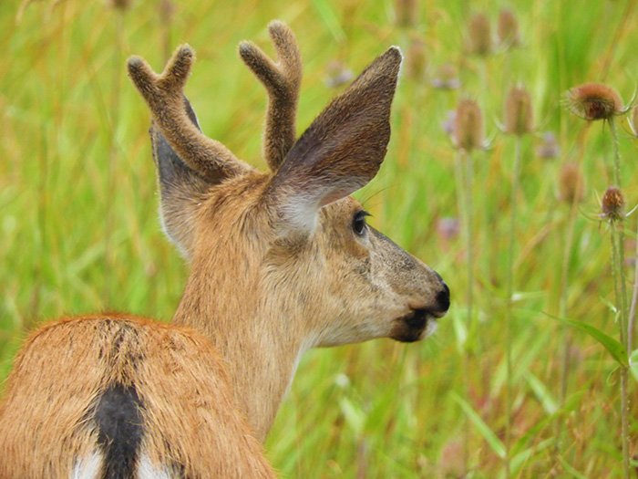 Buck, Ridgefield Wildlife Refuge