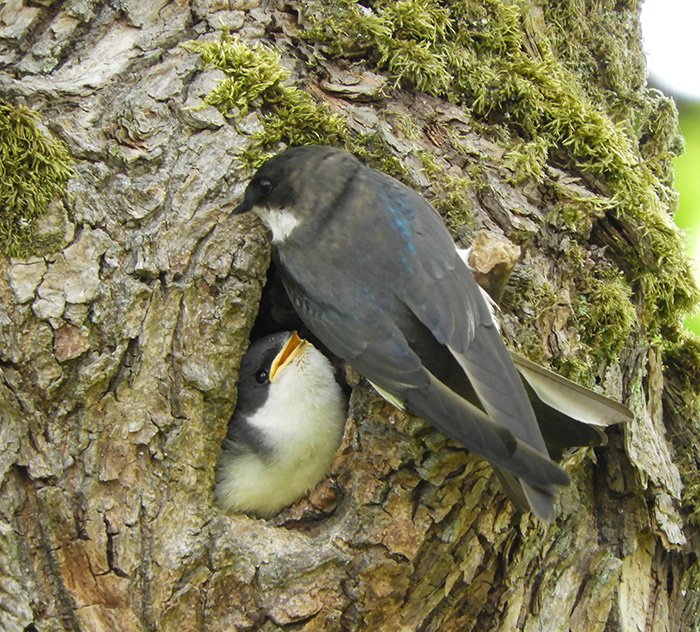 Tree Swallows, Ridgefield Wildlife Refuge, Washington