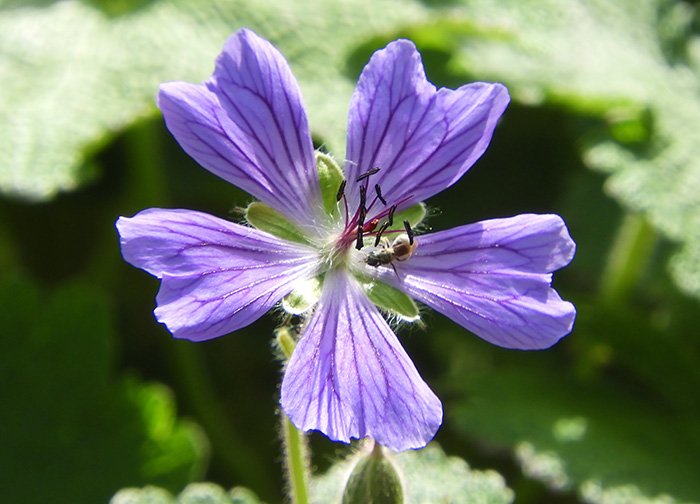 Geranium, Wildlife Botanical Garden, Washington