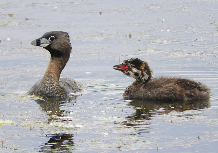 Pied-Billed Grebe and Baby, Ridgefield Wildlife Refuge, Washington
