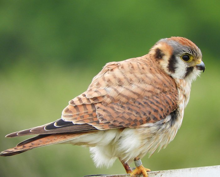 Kestrel, Ridgefield Wildlife Refuge, Washington