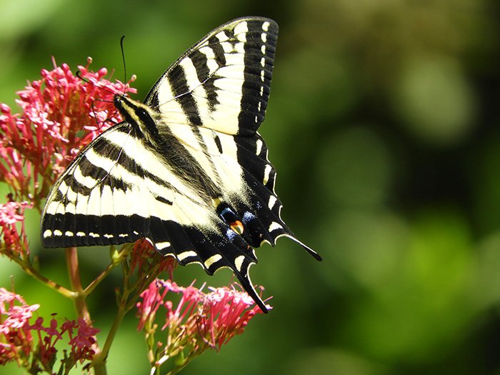 Swallowtail Butterfly, Elk Rock Garden, Oregon