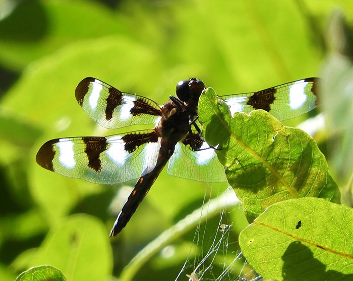 Dragonfly, Wildlife Botanical Garden, Washington