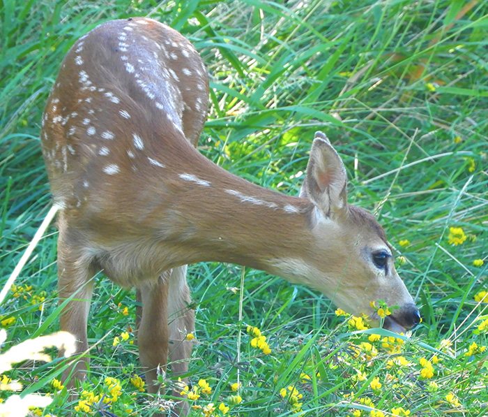 Fawn, Ridgefield Wildlife Refuge, Washington