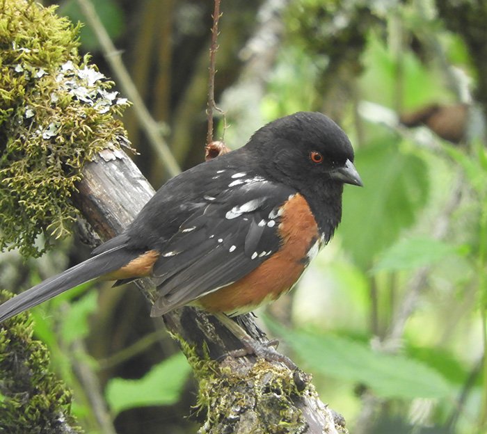 Towhee, Tryon Creek State Park, Oregon