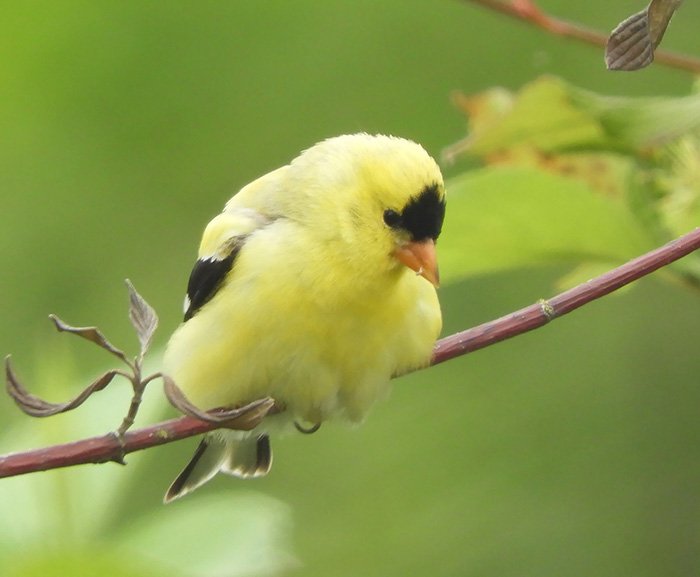 American Gold Finch, Ridgefield Wildlife Refuge, Washington