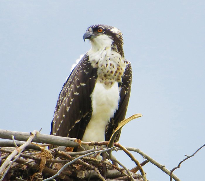 Osprey, Yampa River, Colorado