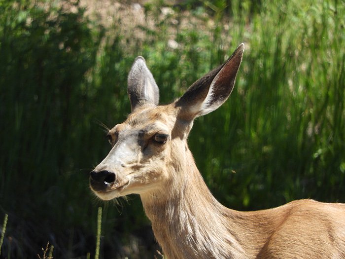 Deer, Strawberry Park Trail, Colorado