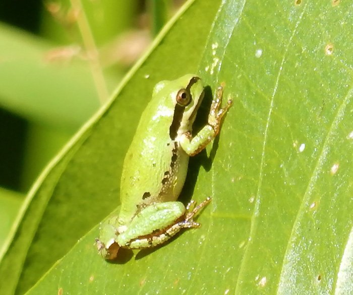 Tree Frog, Ridgefield Wildlife Refuge, Washington