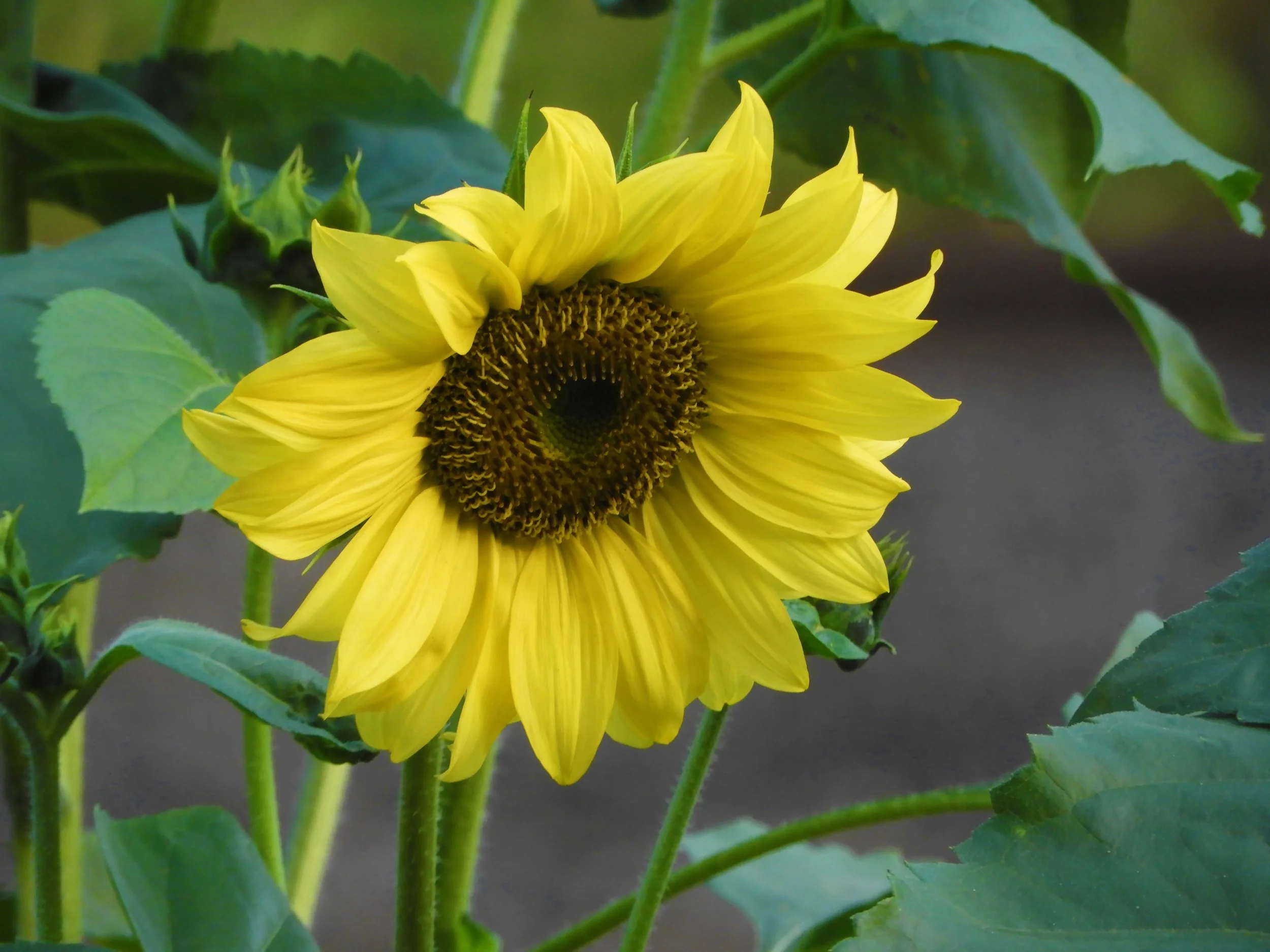 Sunflowers, Wildlife Botanical Garden, Washington