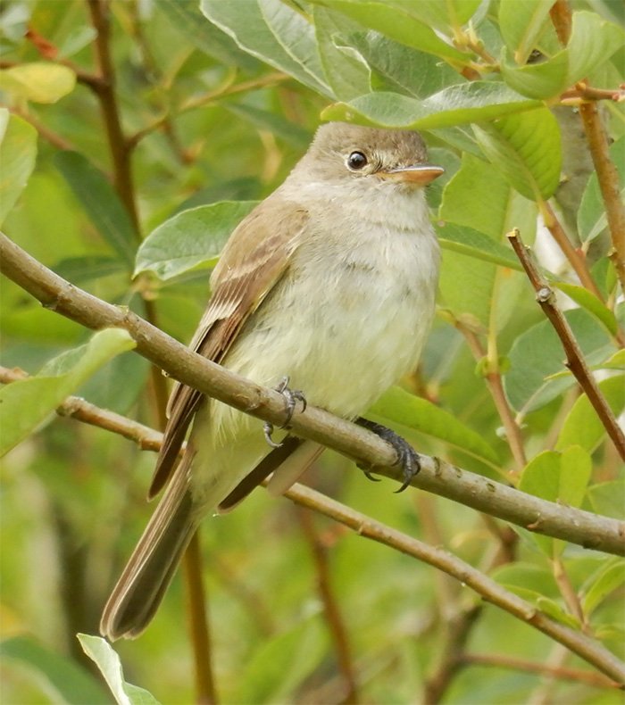 Willow Flycatcher, Steigerwald Wildlife Refuge, Washington