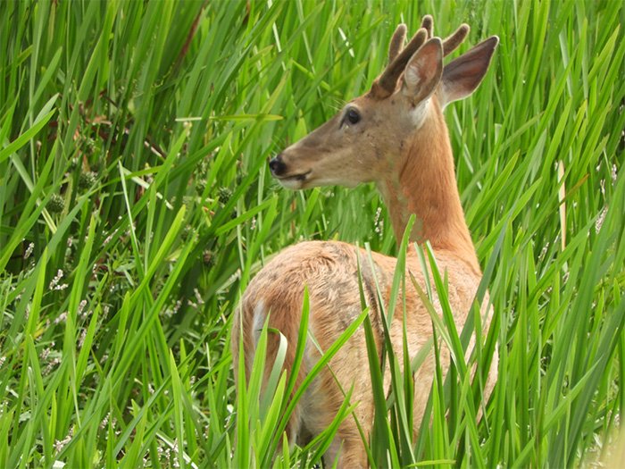 Young Buck, Ridgefield Wildlife Refuge, Washington