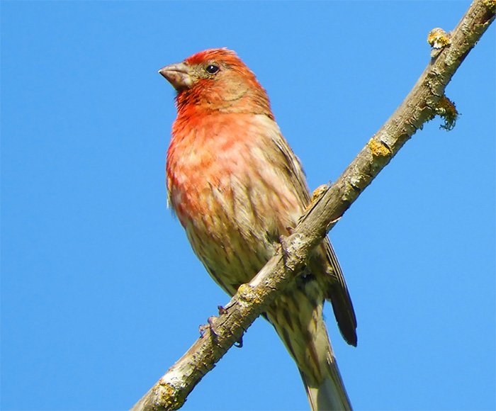 Purple Finch, Kiwa Trail, Washington