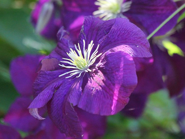 Clematis, Wildlife Botanical Garden, Washington