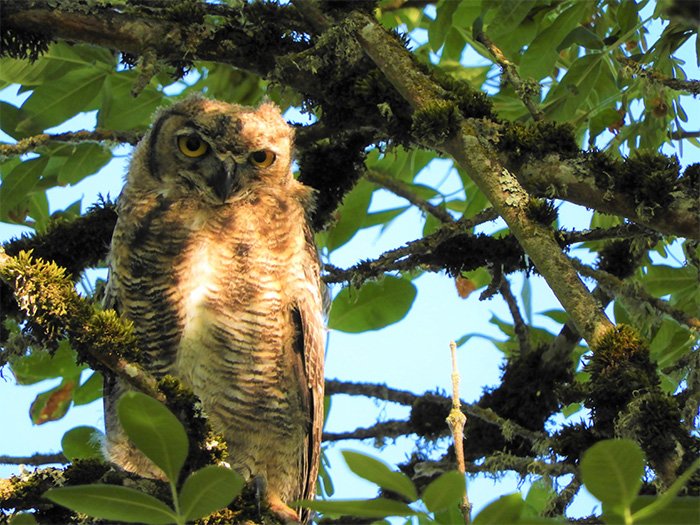 Owl, Kiwa Trail, Washington
