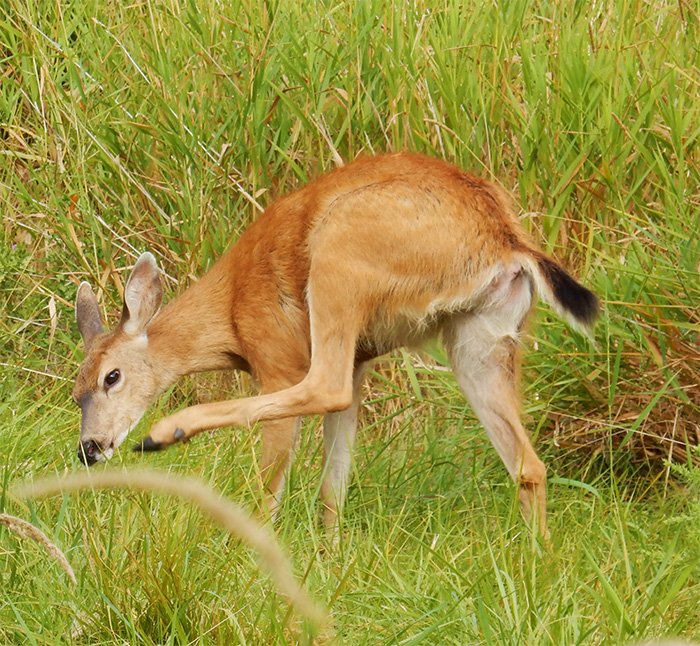 Deer, Steigerwald Wildlife Refuge, Washington