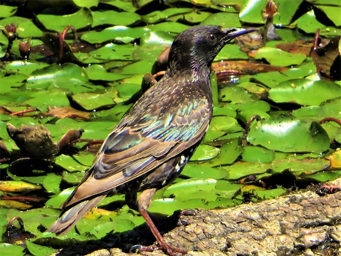 Starling, Steigerwald Wildlife Refuge, Washington