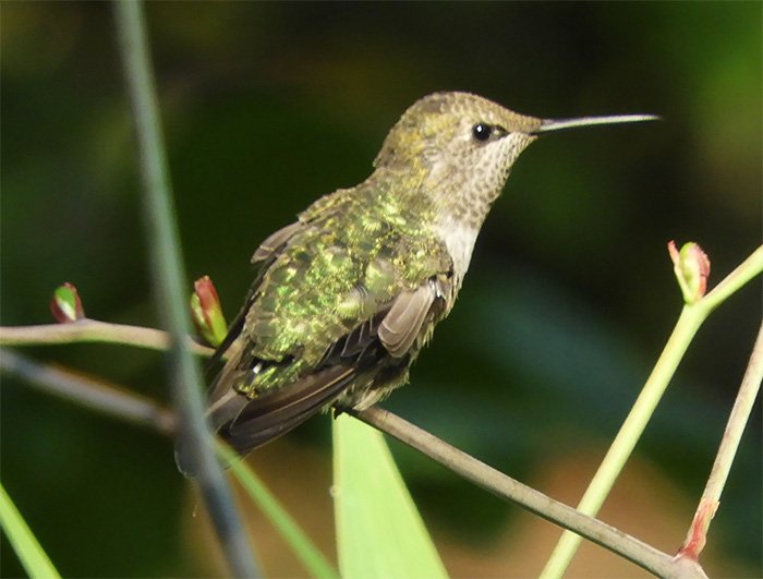 Hummingbird, Kiwa Trail, Washington