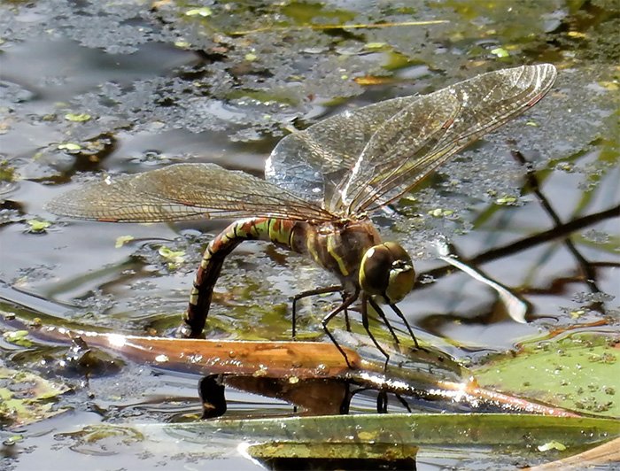 Dragonfly, Kiwa Trail, Washington
