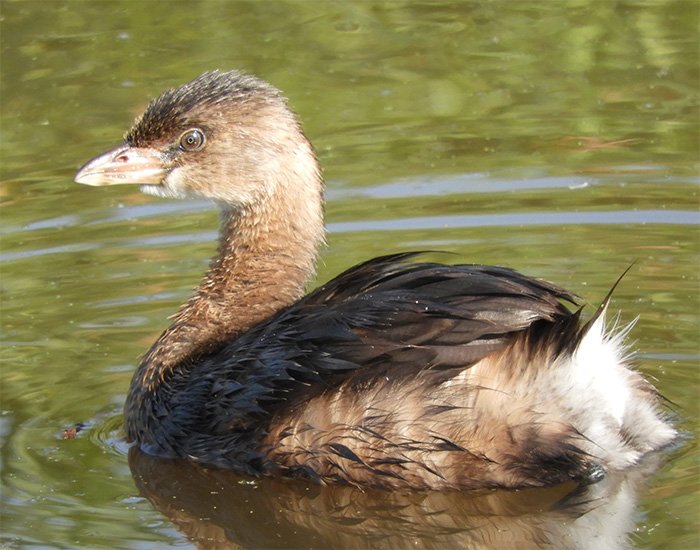 Grebe, Ridgefield Wildlife Refuge, Washington