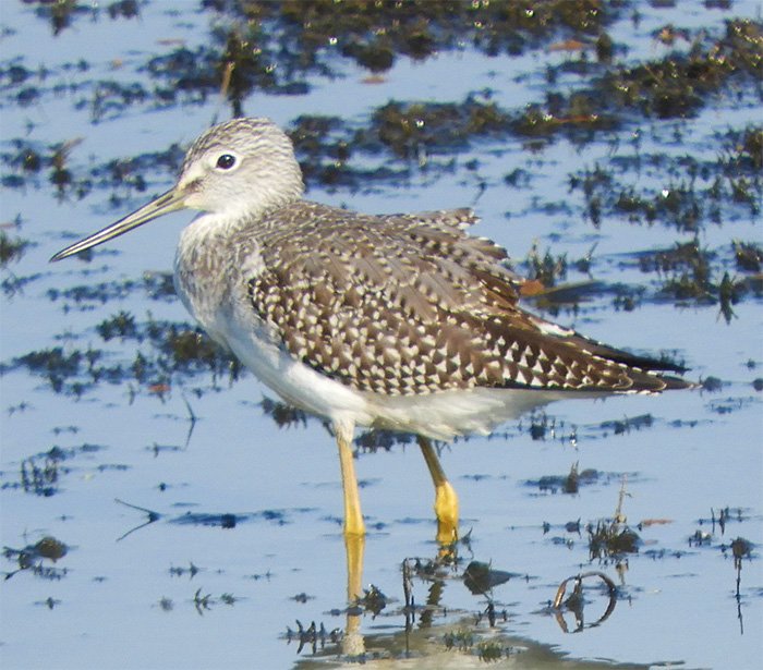 Yellowlegs, Ridgefield Wildlife Refuge, Washington