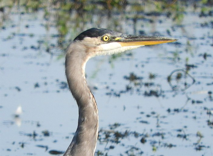 Great Blue Heron, Columbia River, Washington