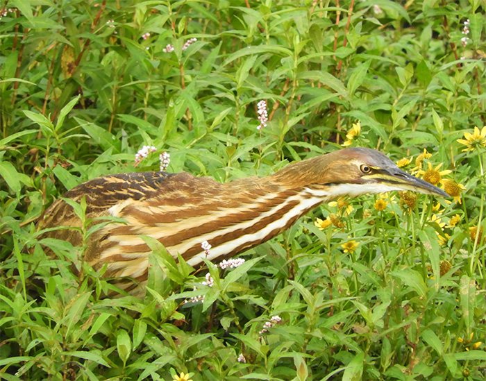 Bittern, Steigerwald Wildlife Refuge, Washington