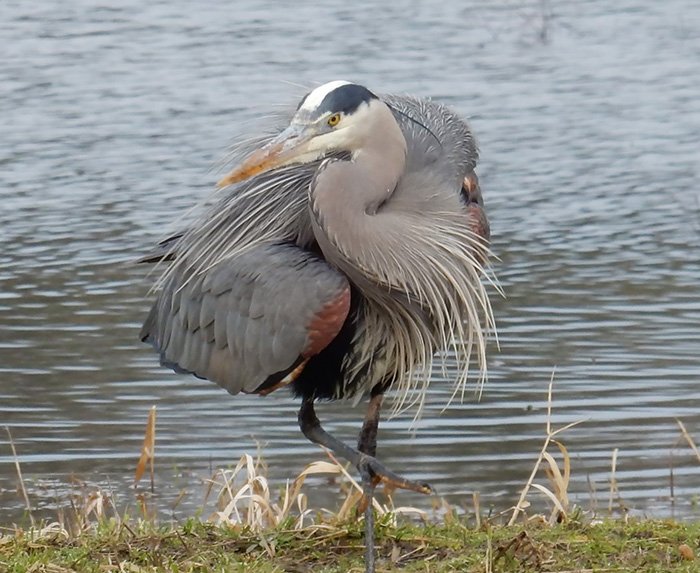 Blue Heron, Ridgefield Wildlife Refuge, Washington