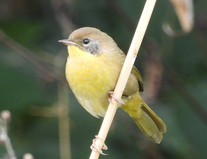 Female Common Yellowthroat, Kiwa Trail, Washington