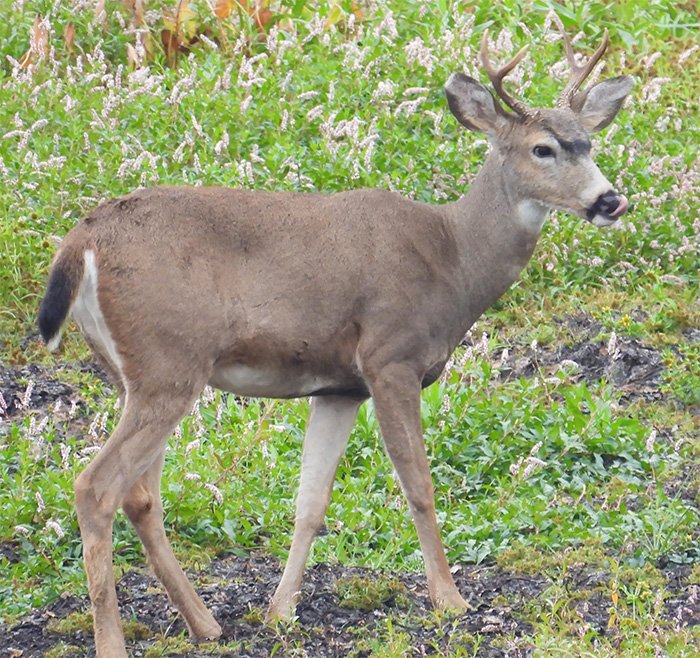 Buck, Steigerwald Wildlife Refuge, Washington