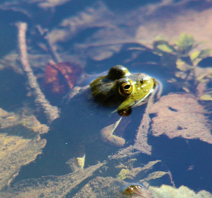 Frog, Wildlife Garden, Washington