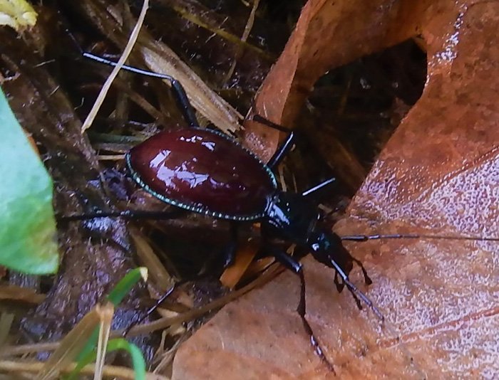Beetle, Wildlife Botanical Woods, Washington