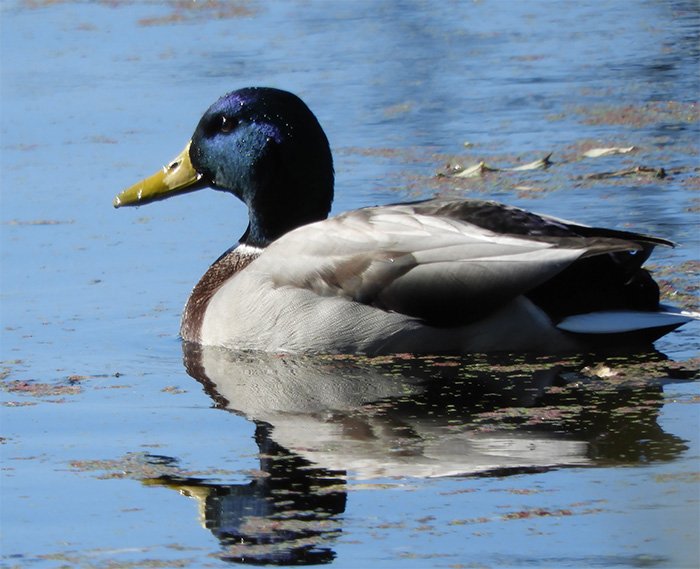 Mallard, Tualatin Hills Nature Park, Oregon